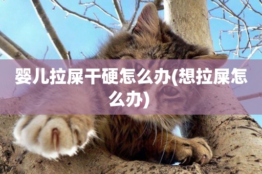 嬰兒拉屎干硬怎么辦(想拉屎怎么辦) 
