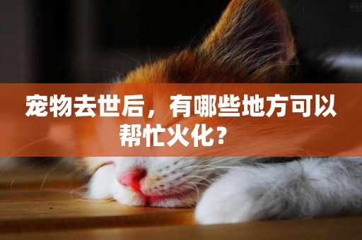 寵物去世后，有哪些地方可以幫忙火化？ 