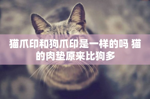 貓爪印和狗爪印是一樣的嗎 貓的肉墊原來比狗多