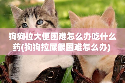 狗狗拉大便困難怎么辦吃什么藥(狗狗拉屎很困難怎么辦) 