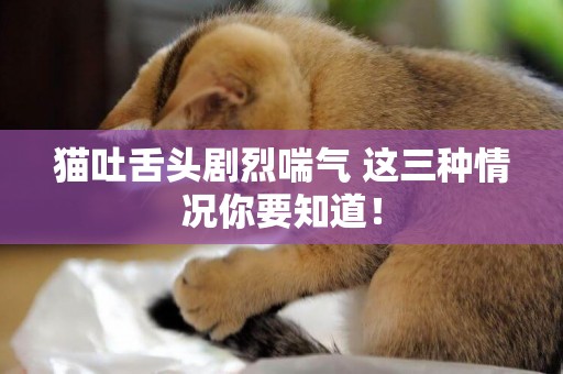 貓吐舌頭劇烈喘氣 這三種情況你要知道！