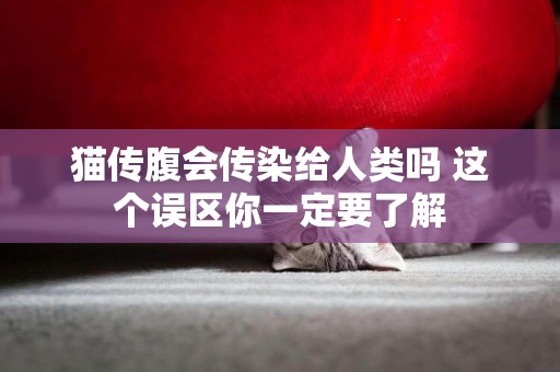 貓傳腹會傳染給人類嗎 這個誤區你一定要了解