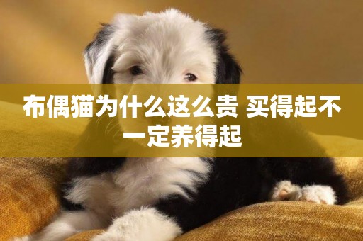 布偶貓為什么這么貴 買得起不一定養得起
