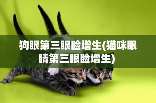 狗眼第三眼瞼增生(貓咪眼睛第三眼瞼增生) 