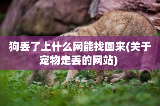 狗丟了上什么網能找回來(關于寵物走丟的網站) 