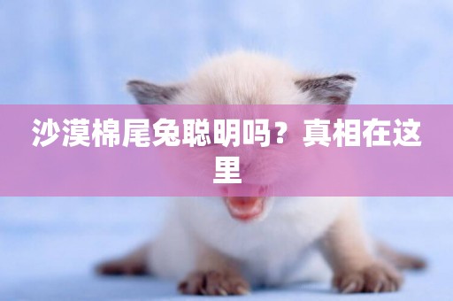 沙漠棉尾兔聰明嗎？真相在這里