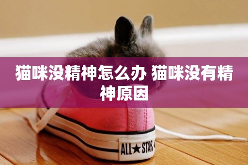 貓咪沒精神怎么辦 貓咪沒有精神原因
