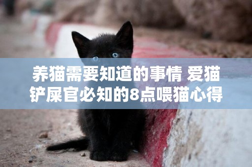 養貓需要知道的事情 愛貓鏟屎官必知的8點喂貓心得