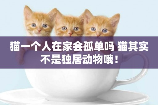 貓一個人在家會孤單嗎 貓其實不是獨居動物哦！