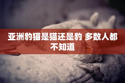 亞洲豹貓是貓還是豹 多數人都不知道 亞洲豹貓是貓還是豹 多數人都不知道