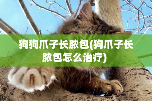 狗狗爪子長膿包(狗爪子長膿包怎么治療) 