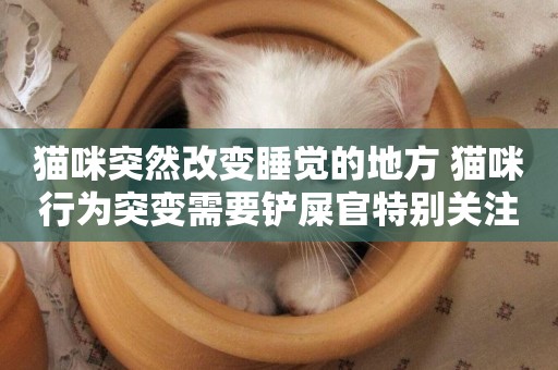 貓咪突然改變睡覺的地方 貓咪行為突變需要鏟屎官特別關注