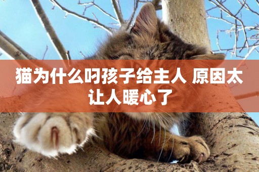 貓為什么叼孩子給主人 原因太讓人暖心了