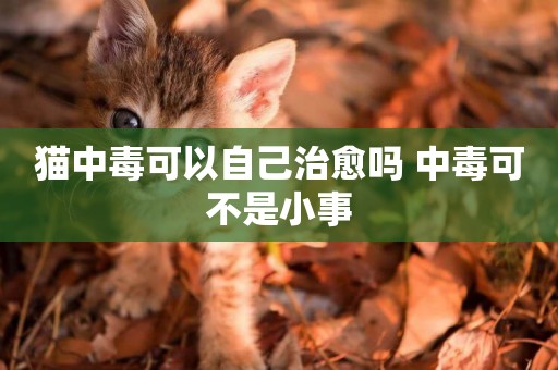 貓中毒可以自己治愈嗎 中毒可不是小事 貓中毒可以自己治愈嗎 中毒可不是小事