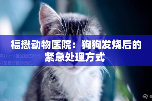 福懋動物醫院：狗狗發燒后的緊急處理方式 