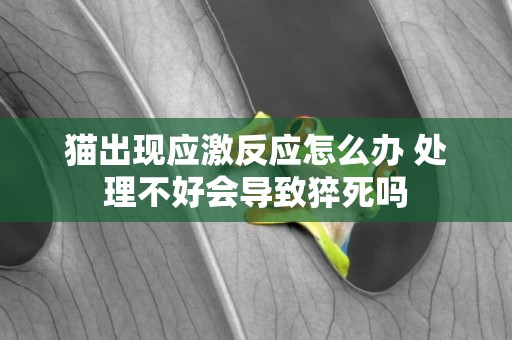 貓出現應激反應怎么辦 處理不好會導致猝死嗎