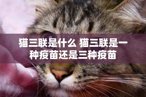 貓三聯是什么 貓三聯是一種疫苗還是三種疫苗