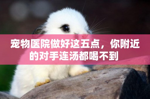 寵物醫院做好這五點，你附近的對手連湯都喝不到 