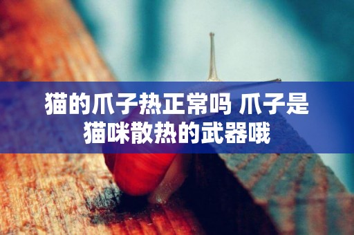 貓的爪子熱正常嗎 爪子是貓咪散熱的武器哦
