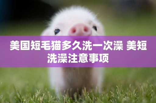 美國短毛貓多久洗一次澡 美短洗澡注意事項