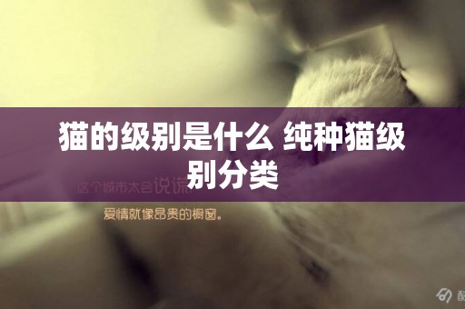 貓的級別是什么 純種貓級別分類