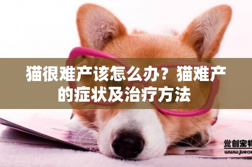 貓很難產該怎么辦？貓難產的癥狀及治療方法 