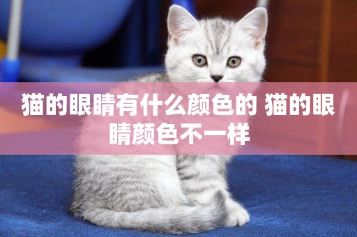 貓的眼睛有什么顏色的 貓的眼睛顏色不一樣