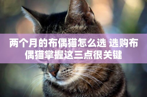 兩個月的布偶貓怎么選 選購布偶貓掌握這三點很關鍵