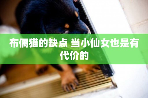 布偶貓的缺點 當小仙女也是有代價的
