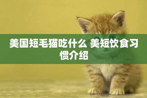 美國短毛貓吃什么 美短飲食習慣介紹