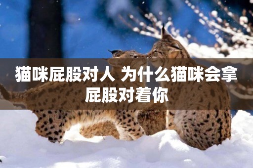 貓咪屁股對人 為什么貓咪會拿屁股對著你