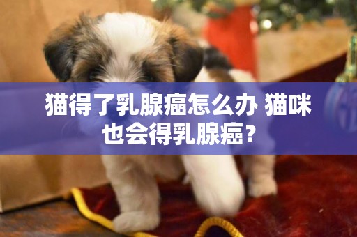 貓得了乳腺癌怎么辦 貓咪也會得乳腺癌? 貓得了乳腺癌怎么辦 貓咪也會得乳腺癌?