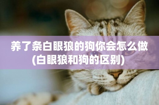 養了條白眼狼的狗你會怎么做(白眼狼和狗的區別) 