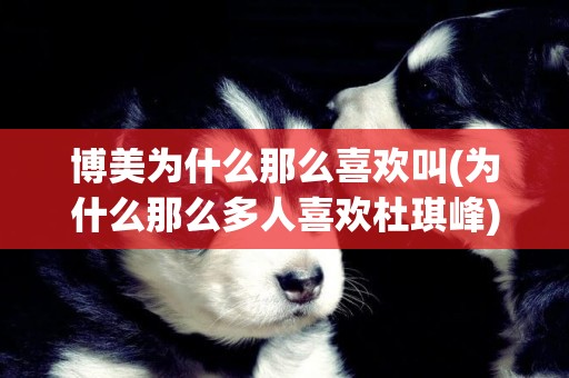 博美為什么那么喜歡叫(為什么那么多人喜歡杜琪峰) 