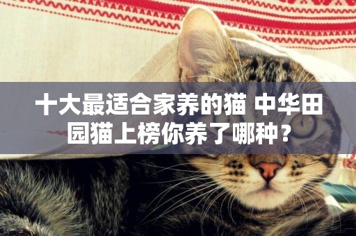 十大最適合家養的貓 中華田園貓上榜你養了哪種？