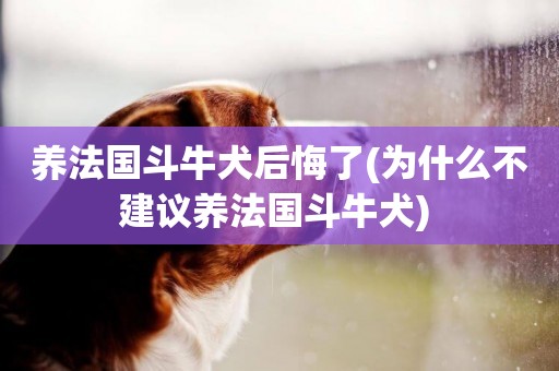養法國斗牛犬后悔了(為什么不建議養法國斗牛犬) 