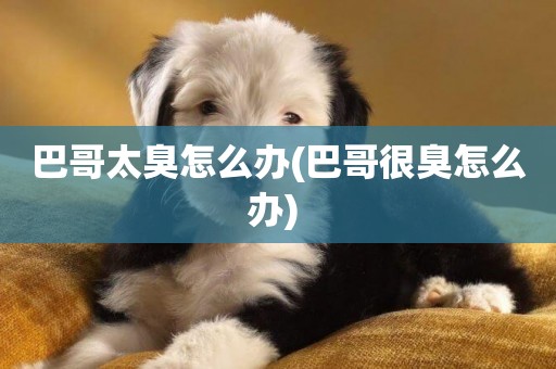 巴哥太臭怎么辦(巴哥很臭怎么辦) 