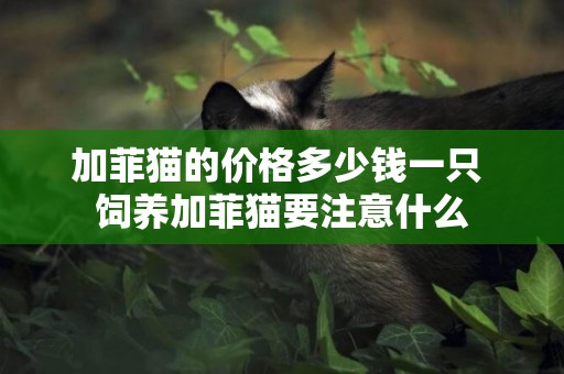 加菲貓的價格多少錢一只 飼養加菲貓要注意什么