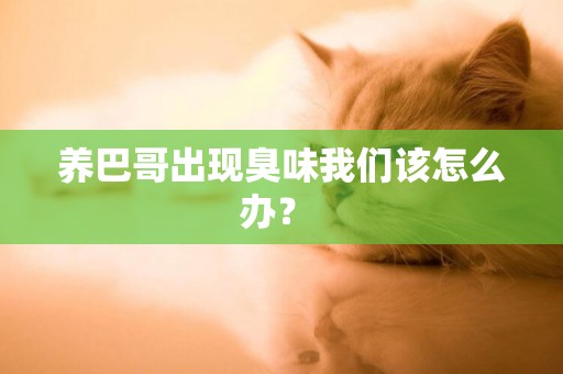 養巴哥出現臭味我們該怎么辦？ 
