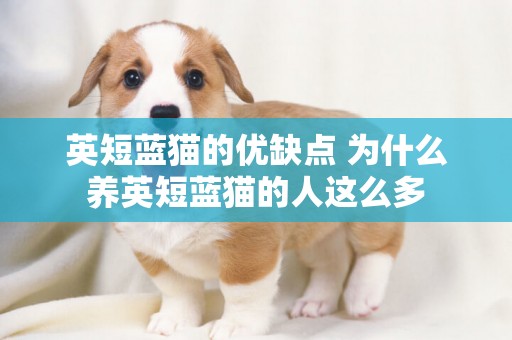 英短藍貓的優缺點 為什么養英短藍貓的人這么多