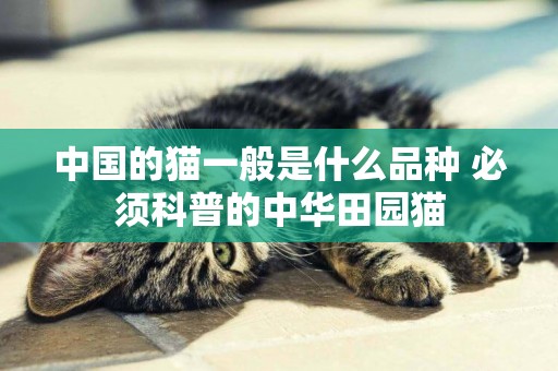 中國的貓一般是什么品種 必須科普的中華田園貓