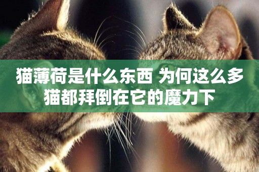 貓薄荷是什么東西 為何這么多貓都拜倒在它的魔力下
