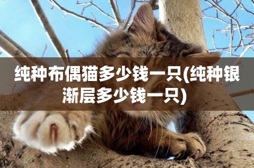 純種布偶貓多少錢一只(純種銀漸層多少錢一只) 