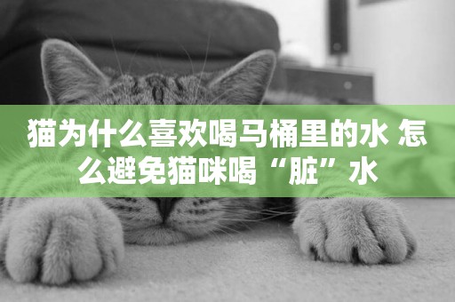 貓為什么喜歡喝馬桶里的水 怎么避免貓咪喝“臟”水