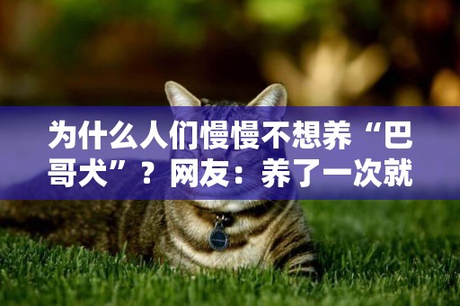 為什么人們慢慢不想養“巴哥犬”？網友：養了一次就怕了 