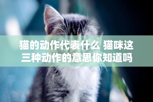 貓的動作代表什么 貓咪這三種動作的意思你知道嗎 貓的動作代表什么 貓咪這三種動作的意思你知道嗎