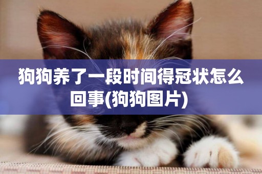 狗狗養了一段時間得冠狀怎么回事(狗狗圖片) 