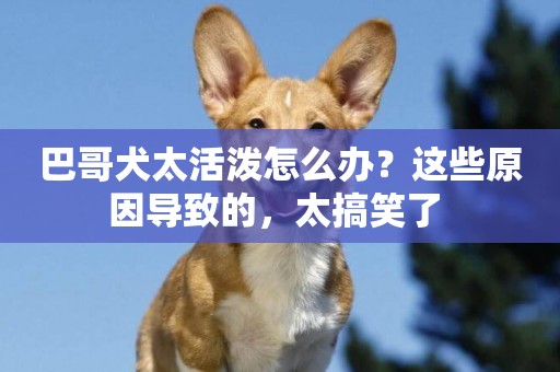 巴哥犬太活潑怎么辦？這些原因導致的，太搞笑了 