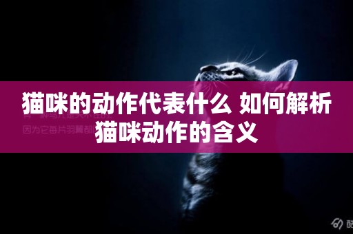 貓咪的動作代表什么 如何解析貓咪動作的含義