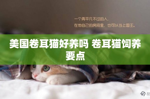 美國卷耳貓好養嗎 卷耳貓飼養要點
